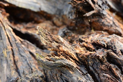 Close-up of driftwood on tree trunk