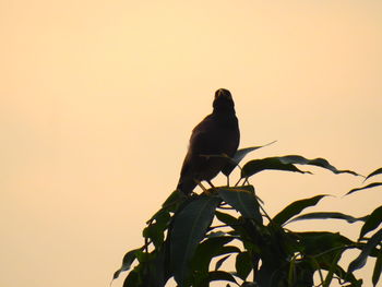 Low angle view of bird perching on plant against sky