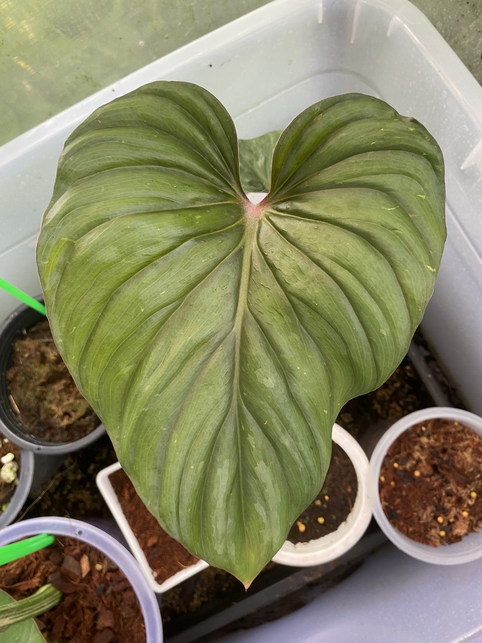 HIGH ANGLE VIEW OF POTTED PLANT LEAVES IN BOWL