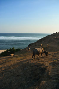 Horses on the beach