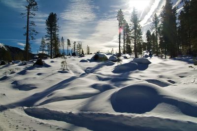 Snow covered land and trees against sky