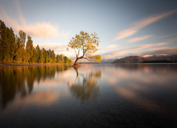 Reflection of trees in calm lake