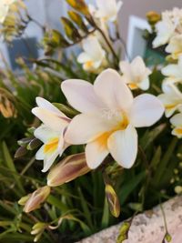 Close-up of flowers blooming outdoors