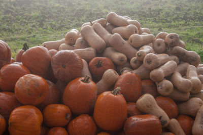 Close-up of pumpkins