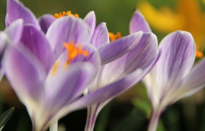 Close-up of purple flower