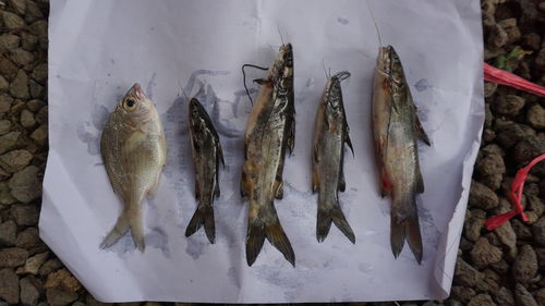 High angle view of fish for sale in market