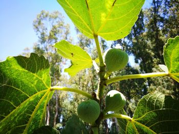 Low angle view of fresh green leaves against sky