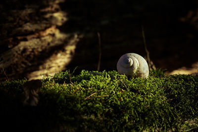 Close-up of moss on ground