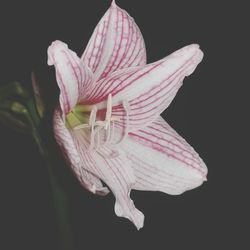 Close-up of flower over black background