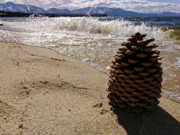 Close-up of sea shore