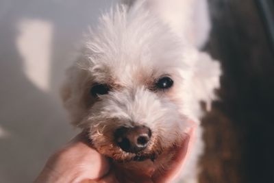 Close-up of hand holding dog