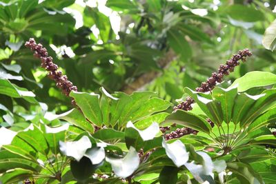 Close-up of insect on plant