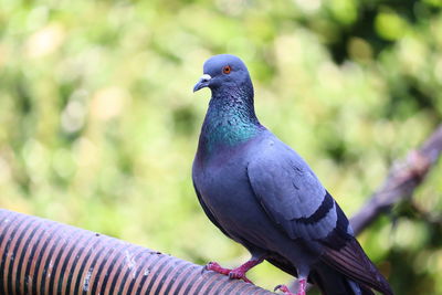 Close-up of pigeon perching on tree