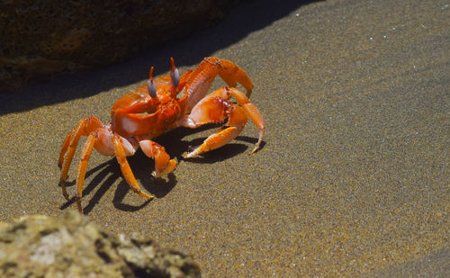 Close-up of crab on beach