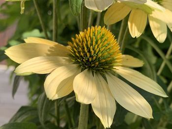 Close-up of wet yellow flowering plant