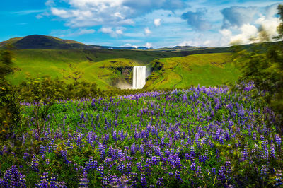 Scenic view of field against sky