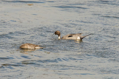 Ducks swimming in lake