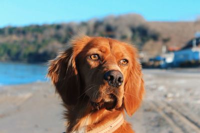 Close-up portrait of dog