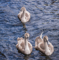 Swan swimming in lake