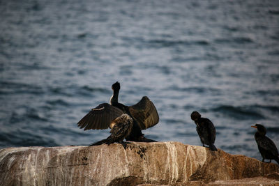 Birds perching on a wood