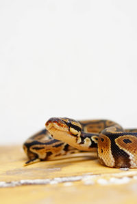 Close-up of insect on wood against white background