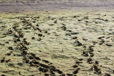 High angle view of starfish on land