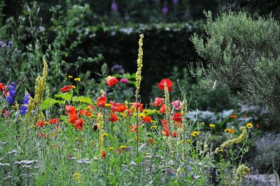 Close-up of red flowers growing in park