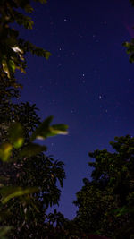 Low angle view of trees against sky at night