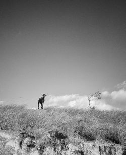 View of horse on field against sky