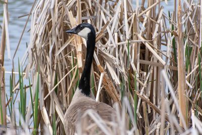 Side view of bird perching on grass