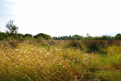 Scenic view of field against clear sky