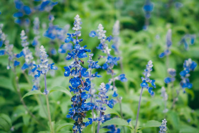 Close-up of purple flowering plants