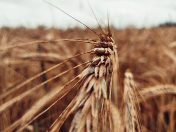 Close-up of stalks in wheat field