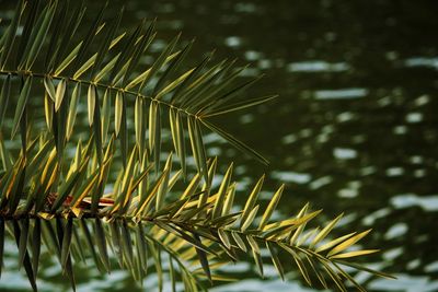 Close-up of palm tree leaves