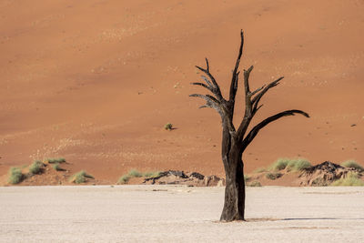 Bare tree on sand dune