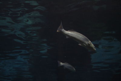 Fish swimming in water