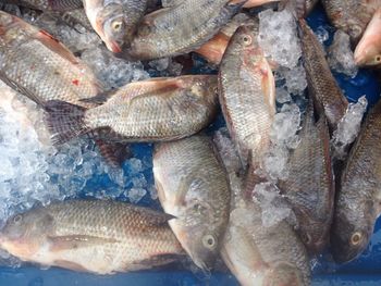 Close-up of fish for sale in market