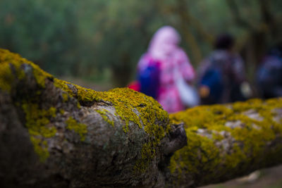 Close-up of moss on rock