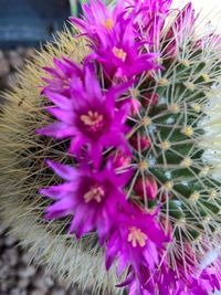 Close-up of purple cactus