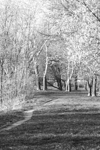 Bare trees on landscape