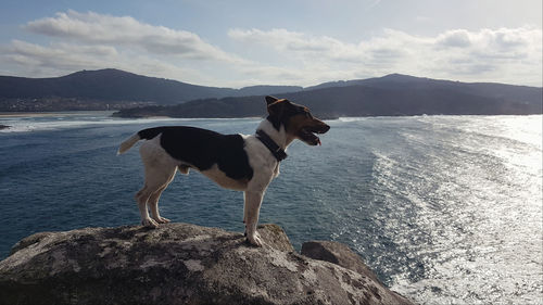 Dog standing on rock by sea against sky