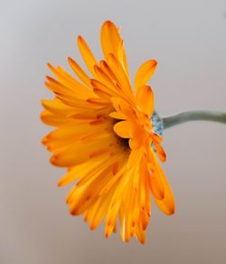 Close-up of orange flower against white background
