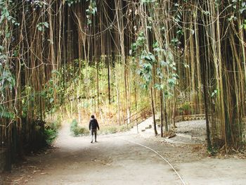 Rear view of man walking on footpath in forest