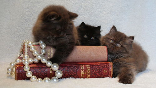 British longhair cats with pearl jewelry and books at home