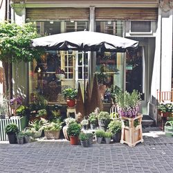 Potted plants against built structure