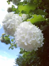 Close-up of white hydrangea blooming outdoors