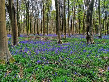 Trees growing in forest