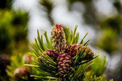 Close up of a pine cone of a wild mountain pine in monte baldo near lake garda, verona, italy