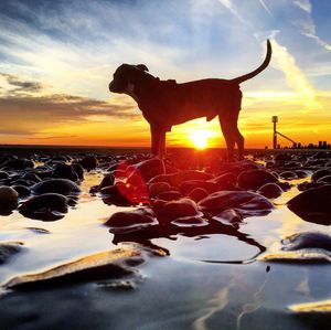 Silhouette horse in water against sky during sunset