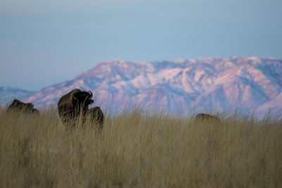View of horse on field against mountain